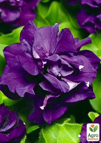 Сурфиния "Double Cascade Blue" (контейнер № 10, высота 10-15 см)