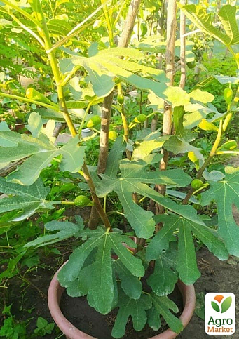 Інжир саджанець 3х-річний «Брунсвік» (висота 70-90см) - фото 2