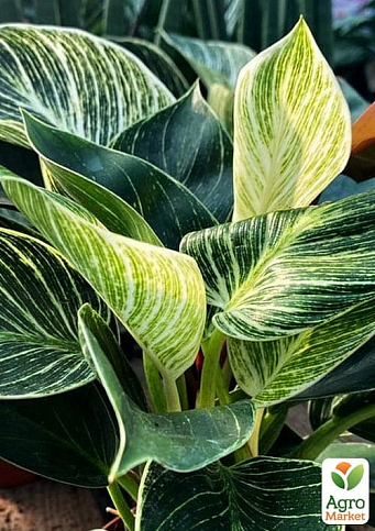 LMTD Филодендрон "White Wave" высота 30-40см - фото 3