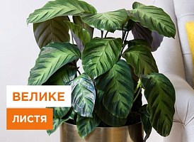 Кімнатні квіти з великим листям - корисні статті про садівництво від Agro-Market