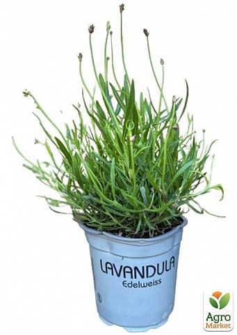 LMTD Лаванда біла 2-х річна "Edelweiss" (20-30см) - фото 4