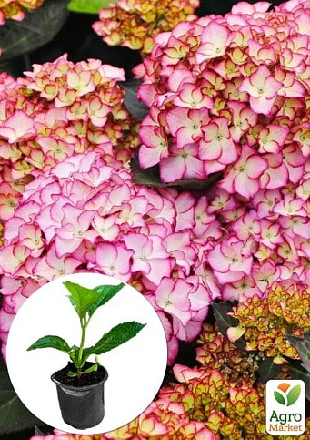Гортензія крупнолистова "Adula Purple" - фото 5