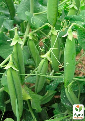 Горох овочевий "Нельсон" ТМ "Lark Seeds" 100000шт