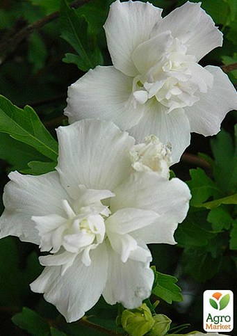 Гібіскус деревовидний махровий "White Chiffon"