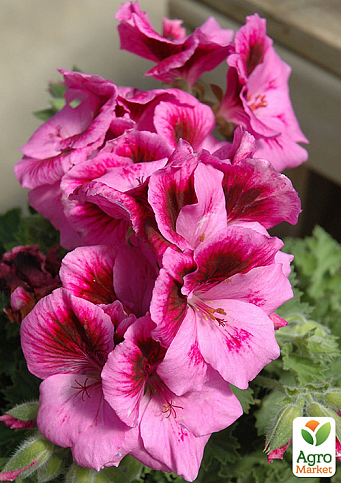 Королівська Пеларгонія Aristo "Pink"