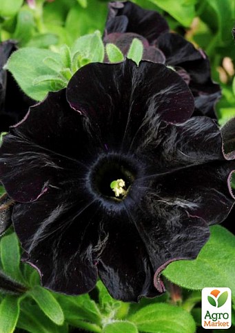Петуния ампельная Crazytunia "Black Mamba" 