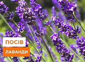 Посів лаванди на сніг: секрети посадка лаванди під сніг | Agro-Market