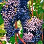 Виноград "Красень" (винний, ранньо-середній термін дозрівання) купить