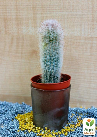 Кактус "Аустроцефалоцереус Дибовського" (Austrocephalocereus dybowskii) (Нідерланди)