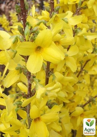 Цветущий кустарник "Forsythia Intermedia / Форзиция Среднерослая"