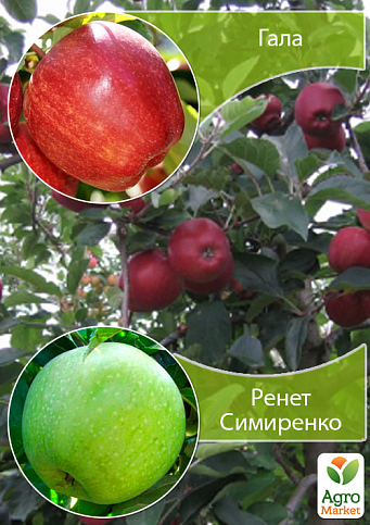 Дерево-сад Яблоня "Гала+Ренет Симиренко" 