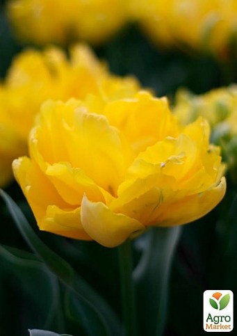 Тюльпан "Monte Peony" (размер 11/12 , крупный) 3шт в упаковке