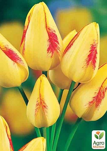 Тюльпан "Florette" 3шт в упаковке