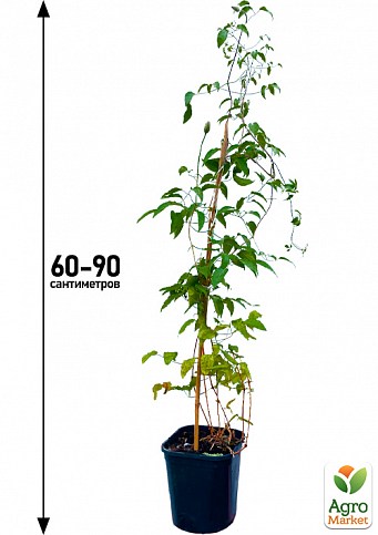 Клематис 3-х летний "Kiri Te Kanawa" С2 - фото 5