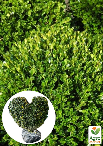 Самшит вечнозеленый формированный "Сердце"