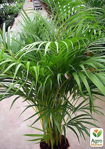 Дипсис "Dypsis lute." дм 19 см выс. 95 см