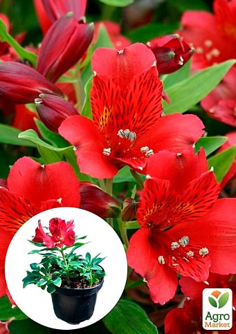 Альстромерия inticancha "Red" (выращено in-vitro) С1,5