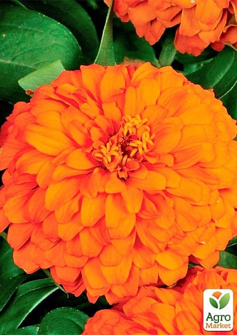 На развес Цинния "Мандариновый мусс" ТМ "Весна" цена за 4г - фото 2