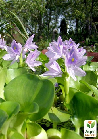 Эйхорния (водяной гиацинт) - фото 2