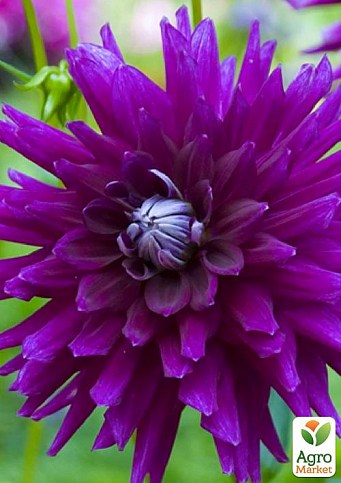 Георгина "Purple Gem"