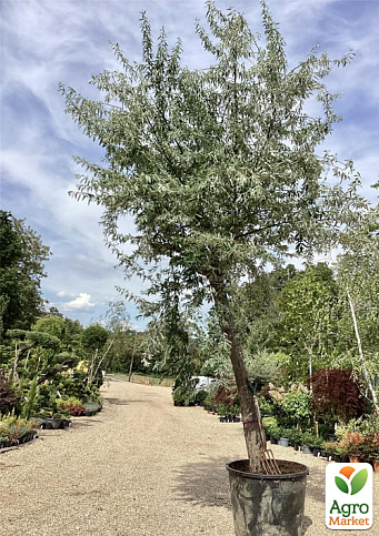 Маслина степова (медоносне і лікарське дерево), висота 60-80см