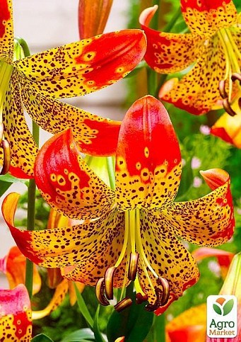 Лілія Тигрова звисаюча "Fusion" - фото 3