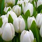 Тюльпан "Royal Virgin" 3шт в упаковці