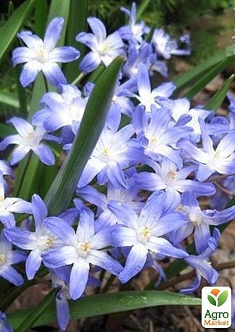 Хионодокса (Chionodoxa) "Forbesii" 5шт в упаковке