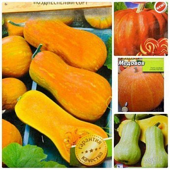 Комплект семян тыквы "Медовый пирог" 5уп