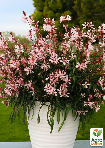 Гаура Линдхеймера Gaudi "Medium Pink" (эффектный многолетник)