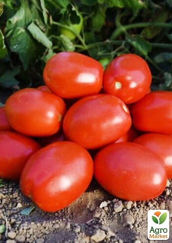 Томат детерминантный "1892 F1" ТМ "Lark Seeds" 5000шт