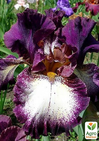 Ірис бородатий великоквітковий "Jumping" 1шт в упаковці - фото 2