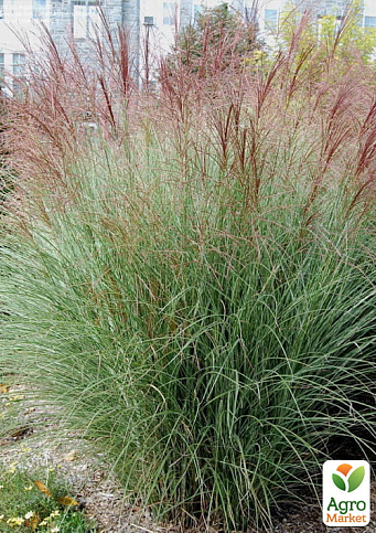 Мискантус китайский "Morning light" С2 
