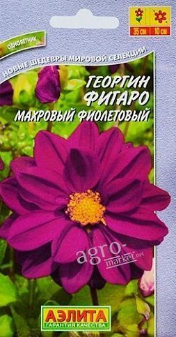 Георгина махровая "Фигаро фиолетовый" ТМ "АЭЛИТА" 7шт