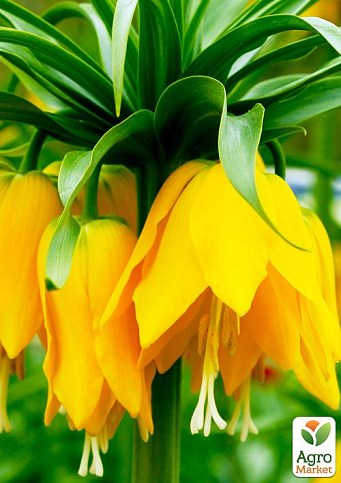 Фрітіларія "Lutea" (розмір 18/20) 1шт в упаковці