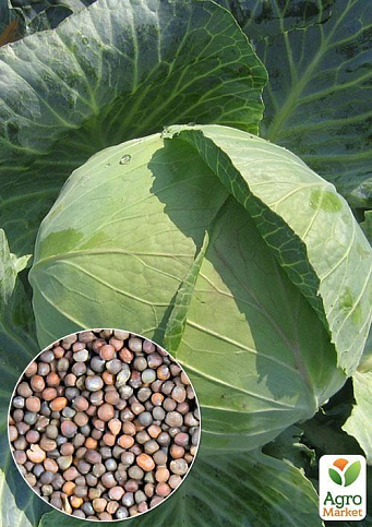 На развес Капуста "Дитмаршер фрюер" ТМ "Весна" цена за 4г