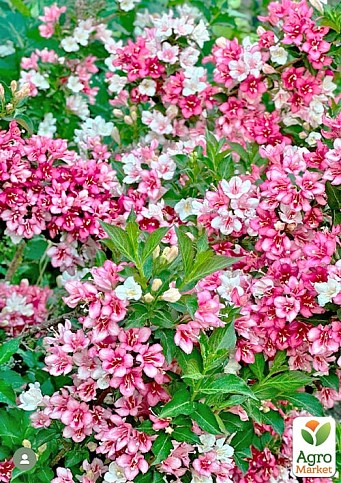 Вейгела "Marjorie" (Weigela Florida) - фото 3