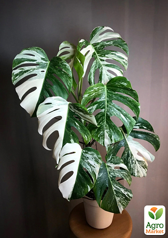 Монстера "Deliciosa variegatum Alba" 30-40см