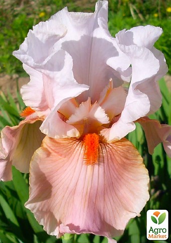 Ірис бородатий крупноквітковий "Gladys My Love" - фото 2