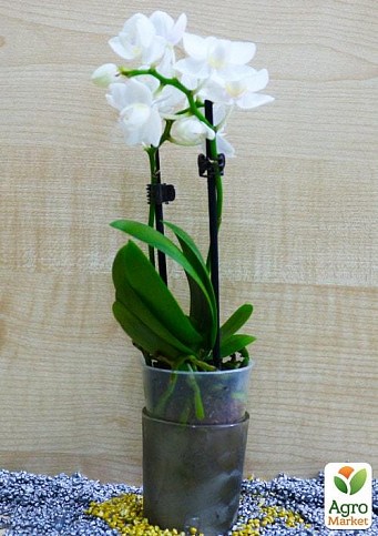 Орхидея Super Mini (Phalaenopsis) "White"