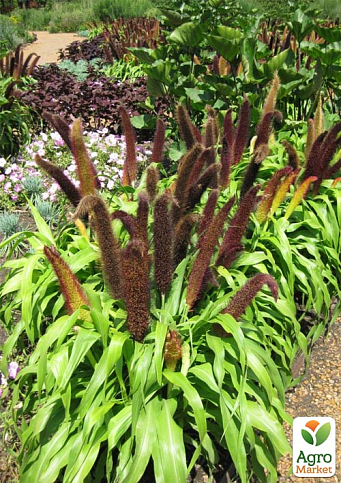 Пеннисетум сизый "Jade Princess" (Pennisetum glaucum Jade Princess)