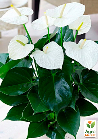 Антуриум (Anthurium) "Bianco" высота 35-45см