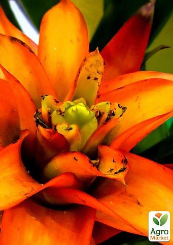 Бромелия микс "Bromelia mixed" дм 12 см выс. 45 см