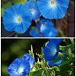 На развес Ипомея голубая ТМ "Весна" цена за 2г купить