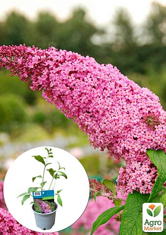 LMTD Буддлея Давида "Royal Pink" высота 35-50см