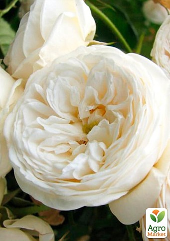 Троянда англійська "Біла сенсація" (саджанець класу АА +) вищий сорт - фото 2