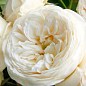 Троянда англійська "Біла сенсація" (саджанець класу АА +) вищий сорт купить
