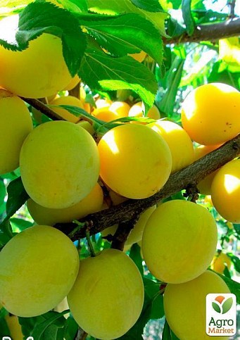 Слива "Байрон Голд" (осінній сорт, пізній термін дозрівання) - фото 3