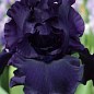 Ірис бородатий великоквітковий "Thunder Spirit" 1шт в упаковці