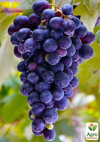 Эксклюзив! Виноград фиолетово-синий "Затмение" (премиальный винный сорт, устойчив к заболеваниям плодов и гроздьев)
